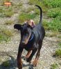 Dobermann Foto: Hübsche Gil (ID 23172) Dobermann Hund