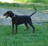 Dobermann Foto: Unsere Dobihündin Gil- 5 Monate (ID 23152) Dobermann Hund