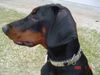 Dobermann Foto: Hübsche Gil (ID 23171) Dobermann Hund