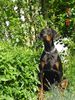Dobermann Foto: Gil - Gute Aussicht (ID 32525) Dobermann Hund