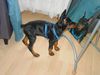 Dobermann Foto: Gräfin Joy of Mon-ja-mes (ID 12263) Dobermann Hund