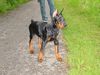 Dobermann Foto: Gräfin Joy of Mon-ja-mes (ID 12264) Dobermann Hund