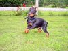 Dobermann Foto: Gräfin Joy of Mon-ja-mes (ID 12265) Dobermann Hund