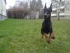 Dobermann Foto: Qui Vive - Luftsprünge (ID 8541) Dobermann Hund