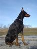 Dobermann Foto (ID 8725) Dobermann Hund