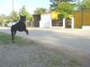 Dobermann Foto: Qui Vive (ID 11050) Dobermann Hund
