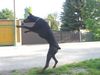 Dobermann Foto: Qui Vive (ID 11051) Dobermann Hund
