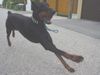 Dobermann Foto: Qui Vive (ID 11052) Dobermann Hund