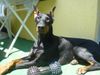 Dobermann Foto: Qui Vive (ID 11920) Dobermann Hund