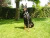 Dobermann Foto: Qui Vive (ID 12067) Dobermann Hund