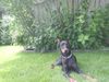 Dobermann Foto: Qui Vive (ID 12467) Dobermann Hund