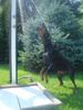 Dobermann Foto: Qui Vive im Sommer (ID 14012) Dobermann Hund