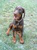 Dobermann Foto (ID 6046) Dobermann Hund