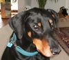 Dobermann Foto: 11 Jahre und noch immer der Schönste im ganzen Lande. (ID 31138) Dobermann Hund