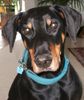 Dobermann Foto: Unser (ID 31140) Dobermann Hund