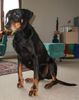Dobermann Foto: Mozart (5.8.1995-30.5.2007) (ID 38392) Dobermann Hund