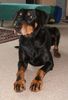 Dobermann Foto: Mozart - Sprungbereit wie eh und je! (ID 31141) Dobermann Hund