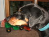 Dobermann Foto: Nomou äs Föteli vom Senioredobi Mozart (ID 25148) Dobermann Hund