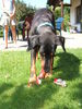 Dobermann Foto: 11 Geburtstag von Mozart -statt Kuchen gibt's ne Wurst (ID 31139) Dobermann Hund