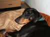 Dobermann Foto: Fertig fotographiert - jetzt wird geschnarcht:-) (ID 31142) Dobermann Hund
