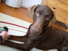 Dobermann Foto: sky von genikol (ID 38360) Dobermann Hund