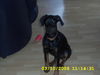 Dobermann Foto: Banja (ID 36470) Dobermann Hund