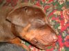 Dobermann Foto: Jason mit ca 3Wochen (ID 16322) Dobermann Hund