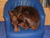 Dobermann Foto: ILENA auf ihrem (ID 15253) Dobermann Hund