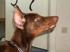 Dobermann Foto: JASON vom grünen Tann mit 3 Monaten (ID 15252) Dobermann Hund