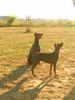 Dobermann Foto: ILENA und Jason (ID 15317) Dobermann Hund