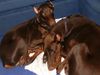 Dobermann Foto: Ilena und Jason beim kuscheln (ID 15318) Dobermann Hund