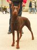 Dobermann Foto: ILENA vom grünen Tann mit 9Monaten (ID 15251) Dobermann Hund