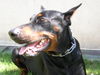 Dobermann Foto: Tyson - de lábbaye des loups (F) raised in D - R.I.P. (ID 39568) Dobermann Hund