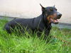 Dobermann Foto: Tyson - de lábbaye des loups (F) raised in D - R.I.P. (ID 39567) Dobermann Hund
