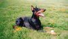 Dobermann Foto: Mein bester Freund Dak (ID 6903) Dobermann Hund