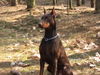 Dobermann Foto: Dana stolz wie immer!!! (ID 29910) Dobermann Hund