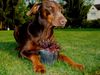 Dobermann Foto: Der Sempswächter (ID 11973) Dobermann Hund