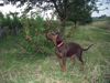 Dobermann Foto: meine süße Caramel of falling angels mit 4 Monaten (ID 29447) Dobermann Hund