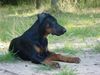 Dobermann Foto: Dimen Daker 3 monate (ID 9812) Dobermann Hund