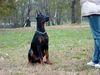 Dobermann Foto: Dimen Daker 5 monate (ID 9811) Dobermann Hund