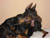 Dobermann Foto: Dimen Daker 6 monate & Oktawia z Padoku 2.5 monate (ID 9814) Dobermann Hund