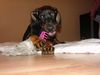 Dobermann Foto: Oktawia z Padoku 2.5 monate (ID 9816) Dobermann Hund