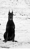 Dobermann Foto: Dimen Daker 6 monate (ID 9815) Dobermann Hund