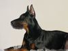 Dobermann Foto: Dimen Daker 8 monate (ID 9810) Dobermann Hund