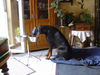 Dobermann Foto: Man frißt im Sitzen! (ID 32715) Dobermann Hund