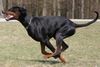 Dobermann Foto: Falco von Nemesis (ID 39673) Dobermann Hund