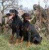 Dobermann Foto: ...immer dieses stillsitzen.... (ID 39611) Dobermann Hund