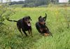 Dobermann Foto: ...ab geht die Post.... (ID 39612) Dobermann Hund