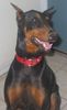 Dobermann Foto: Adoptierte Dobermann Dame \'Farrah\' lernte zu lachen... (ID 36909) Dobermann Hund