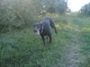 Dobermann Foto: zak aus kroatien (ID 14649) Dobermann Hund